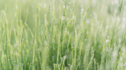 Field horsetails with dew drops