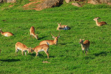 Naklejka na ściany i meble antelopes on a meadow 