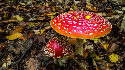 Mushroom