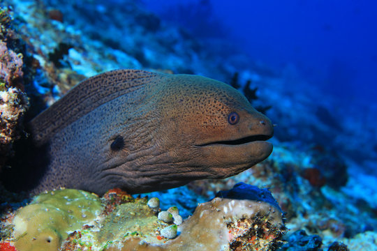 Giant moray eel