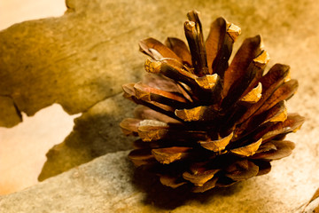 Pine cone on background for a festive theme