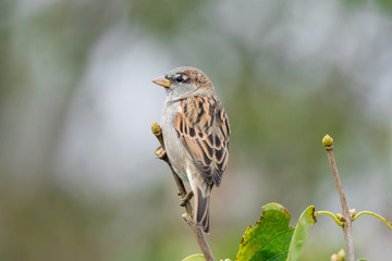 Sparrow sitting on a branch of lilac