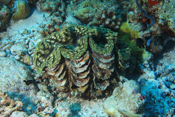 Fluted giant clam