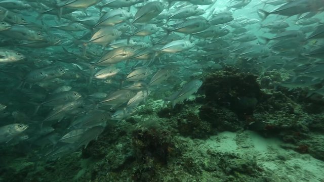 Bigeye trevally (Caranx sexfasciatus) school of fish swimming over coral at Sipadan Island, Borneo 