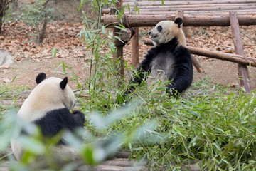 Fototapeta premium Giant panda eating bamboo