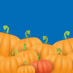 autumn vector orange pumpkins border design template for banners and thanksgiving day backgrounds.