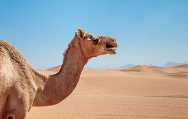 camels in the desert