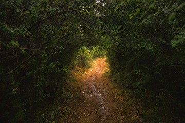 Tunnel made out of green trees and vegetation