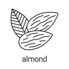 Almond linear icon
