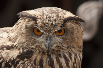 Eurasian eagle owl