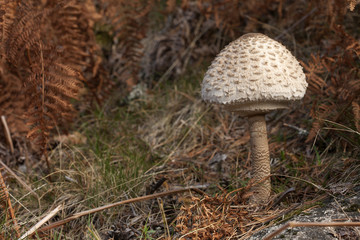 Macrolepiota