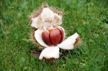 Kastanie mit Nussfrucht