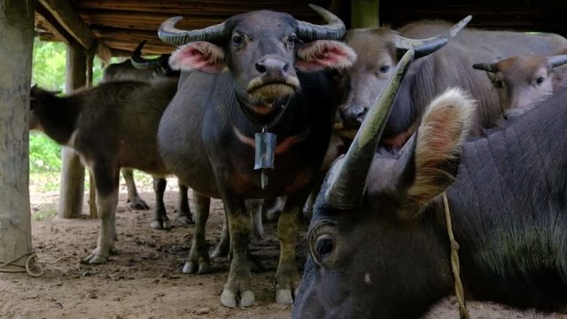 asian black water buffalo stand in stall beside field