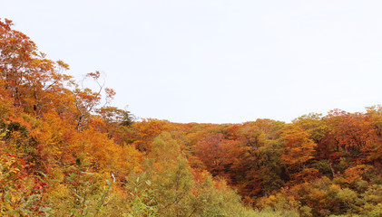Fototapeta premium 紅葉 秋 風景 背景