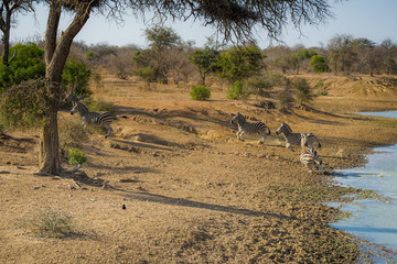 Startled zebras running away from lake