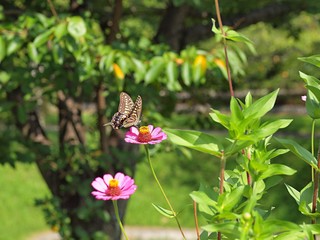 ヒャクニチソウとキアゲハ