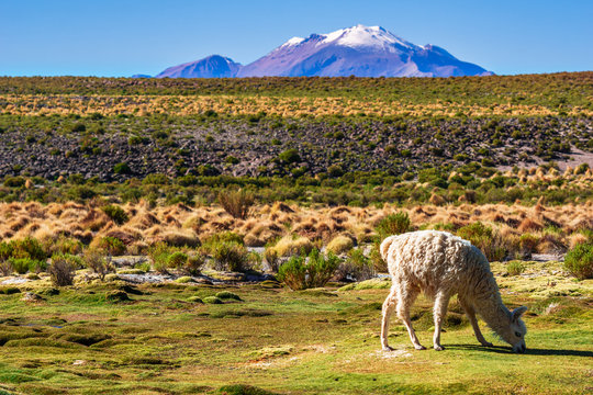 View on Llama in the mountain landscape of the Altiplano in Bolivia 