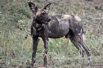 East African Wild dog or Lycaon Pictus Lupinus at Serengeti, Tanzania