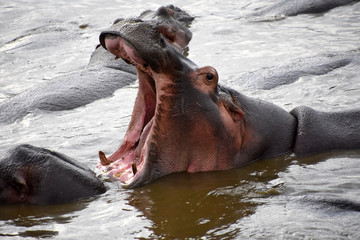 Hippopotamus amphibius opening his broad mouth at Serengeti, Tanzania