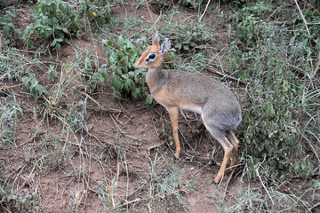 Dik-Dik a little scared at Serengeti, Tanzania