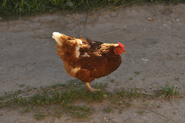 Portrait of chicken close up. Bird, food, economy, beak, feathers