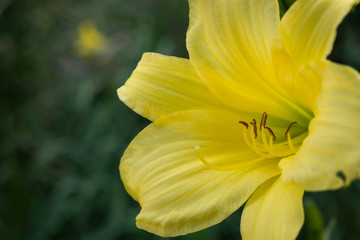 Day lily's pure petals