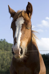 Foal portrait