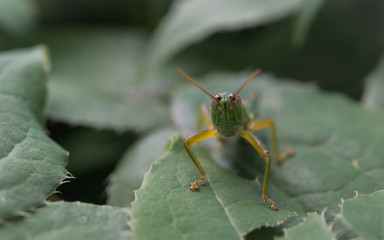 Grasshopper nymph looking at the camera