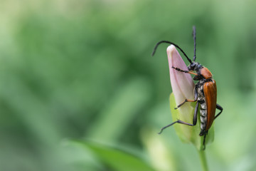 Long-horned beetle on a pink bud