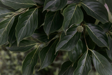 Thick leaves and cute fruit of Korean dogwood