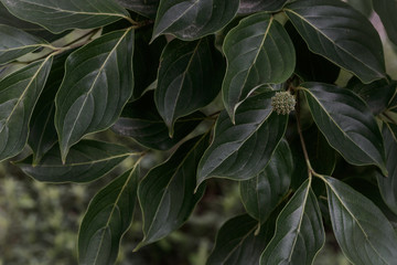 Obraz premium Thick leaves and cute fruit of Korean dogwood