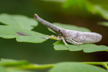 Image of lantern bug or zanna sp on green leaves. Insect Animal