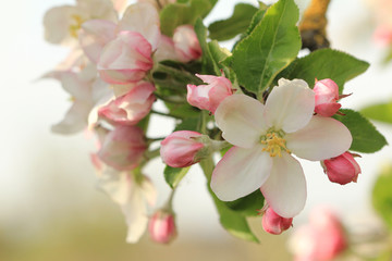 apple blossom