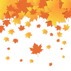 Autumn Background Yellow Maple Leaves Fall Season