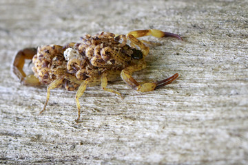 Image of scorpion with baby on back. Insect. Animal