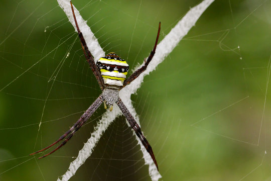 Image of multi-coloured argiope spider (Argiope pulchellla. ) in the net. Insect Animal
