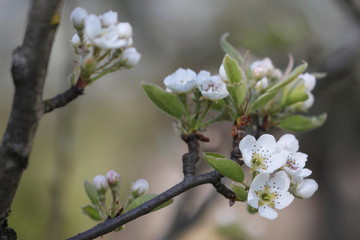 apple blossom