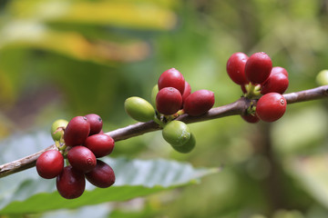 Rote und grüne Kaffee Bohnen (Coffea) am Ast