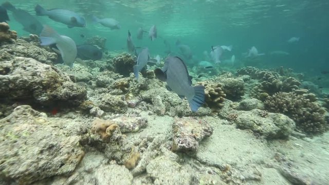 School of green humphead parrotfish (Bolbometopon muricatum) feeding on coral reef at Sipadan Island, Borneo 