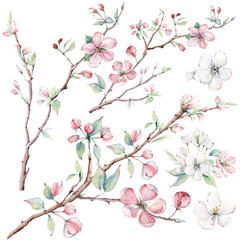 hand drawn apple tree branches and flowers, blooming tree.