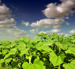 young sunflower field