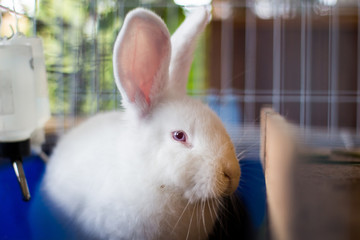 Obraz premium White rabbit in a cage