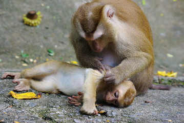 Mom and baby monkey grooming