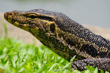 Monitor lizard 