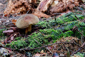 Wild mushroom growing in a forest