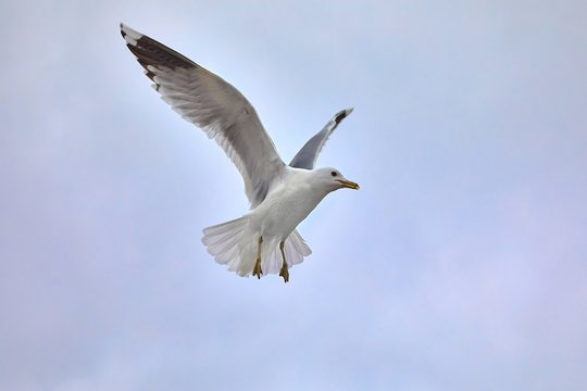 Seagulls in air