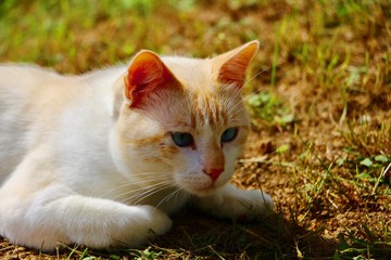 chat