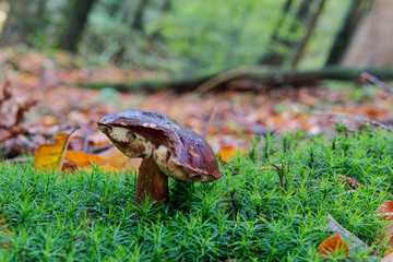 Wild mushroom growing in a forest