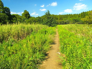 メタセコイア林に続く道