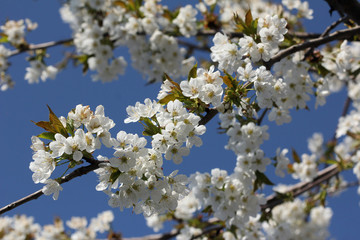 apple blossom